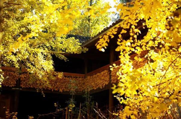 在最美的季节遇见你 开云棋牌注册就送“上山下海”体验行